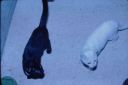 Filename=FRANK_BLACK_WHITE_CATS_PR.JPG
Filesize=171KiB
Dimensions=2048x1367
Date added=Jul 18, 2025 FRANK_BLACK_WHITE_CATS_PR.JPG