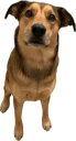 Transparent_Pups.png