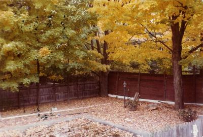 Back_Yard_Fall.jpg